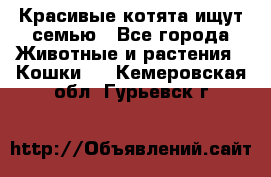 Красивые котята ищут семью - Все города Животные и растения » Кошки   . Кемеровская обл.,Гурьевск г.